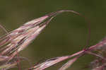 Cheatgrass